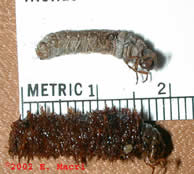 Caddis Fly Larvae Photographed by gene macri from flyfisher.net